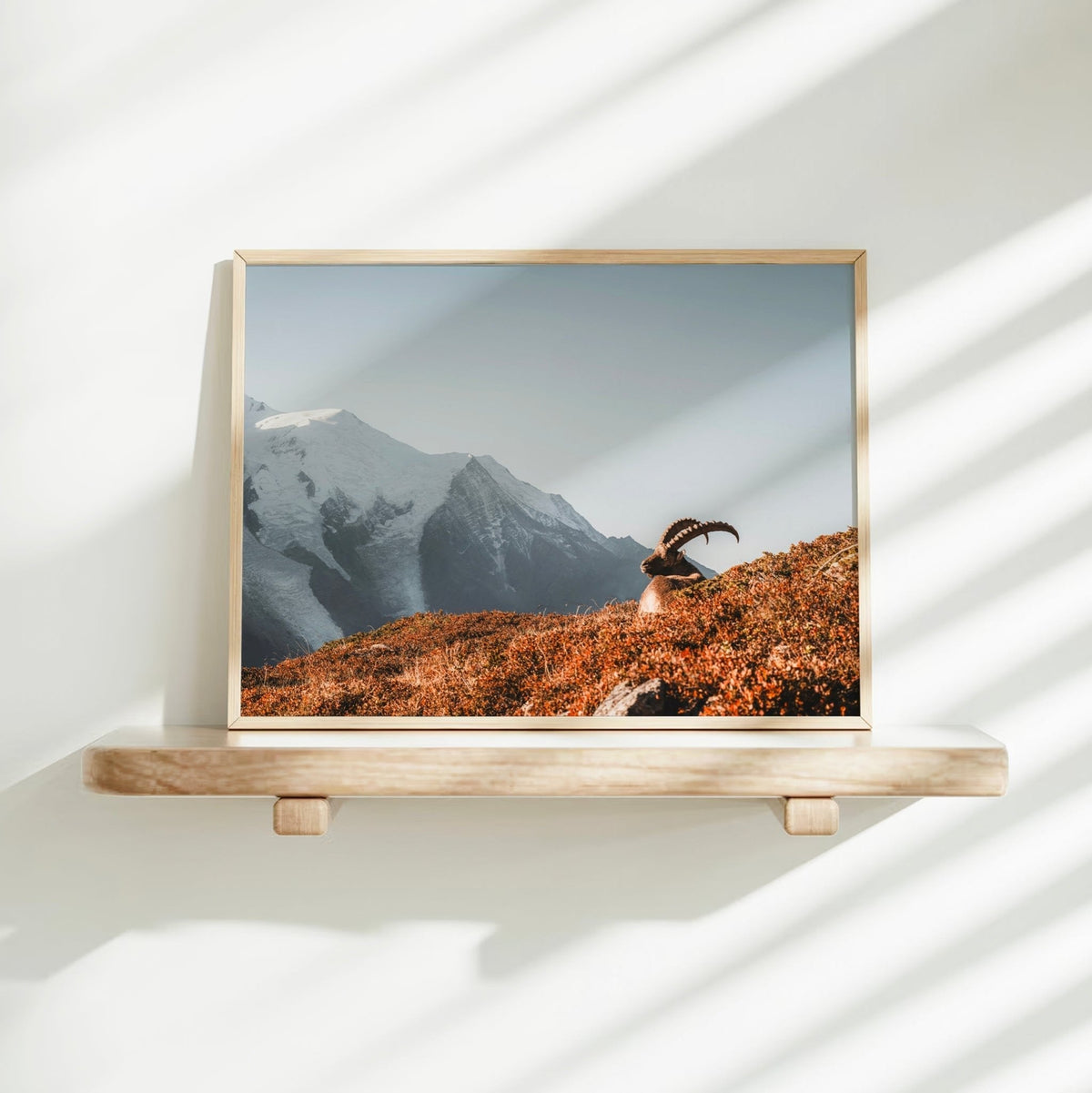 Ibex at Sunrise – Chamonix, France