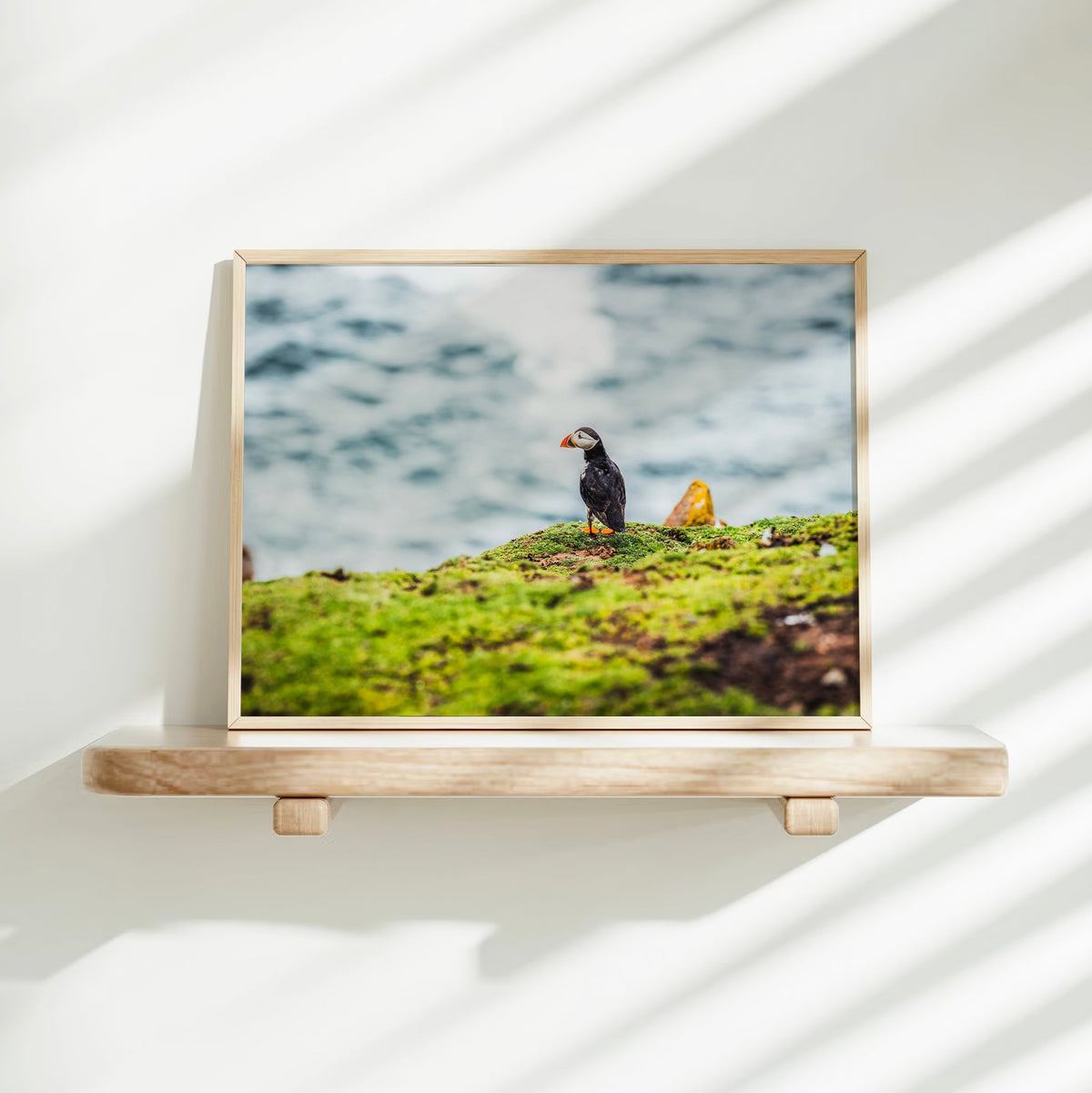 Puffin – Saltee Island, Ireland