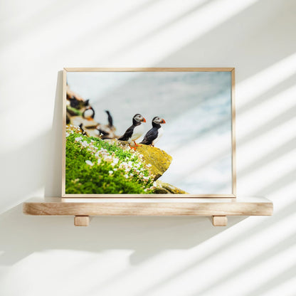 Puffins – Saltee Island, Ireland