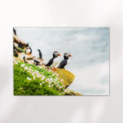 Puffins – Saltee Island, Ireland