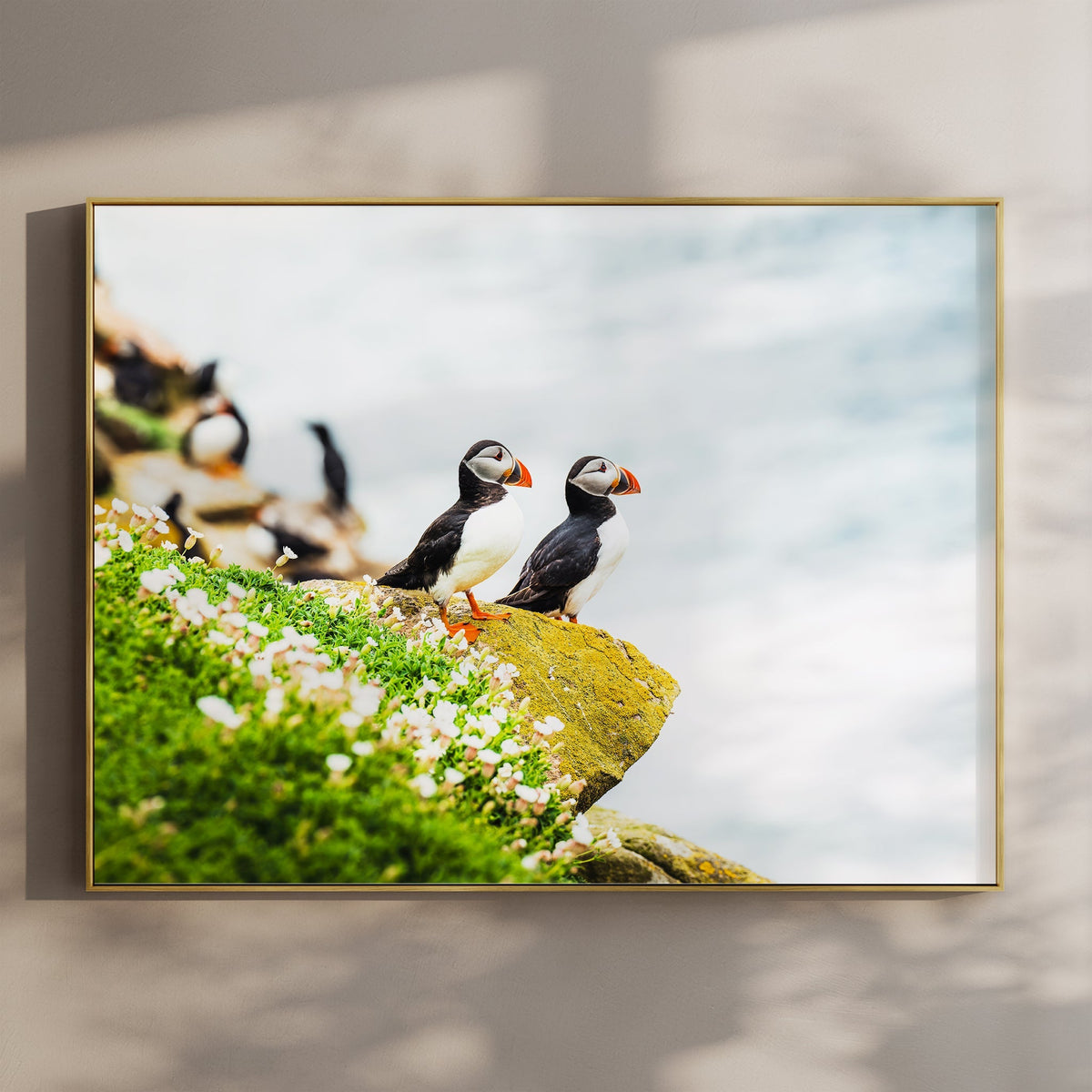 Puffins – Saltee Island, Ireland