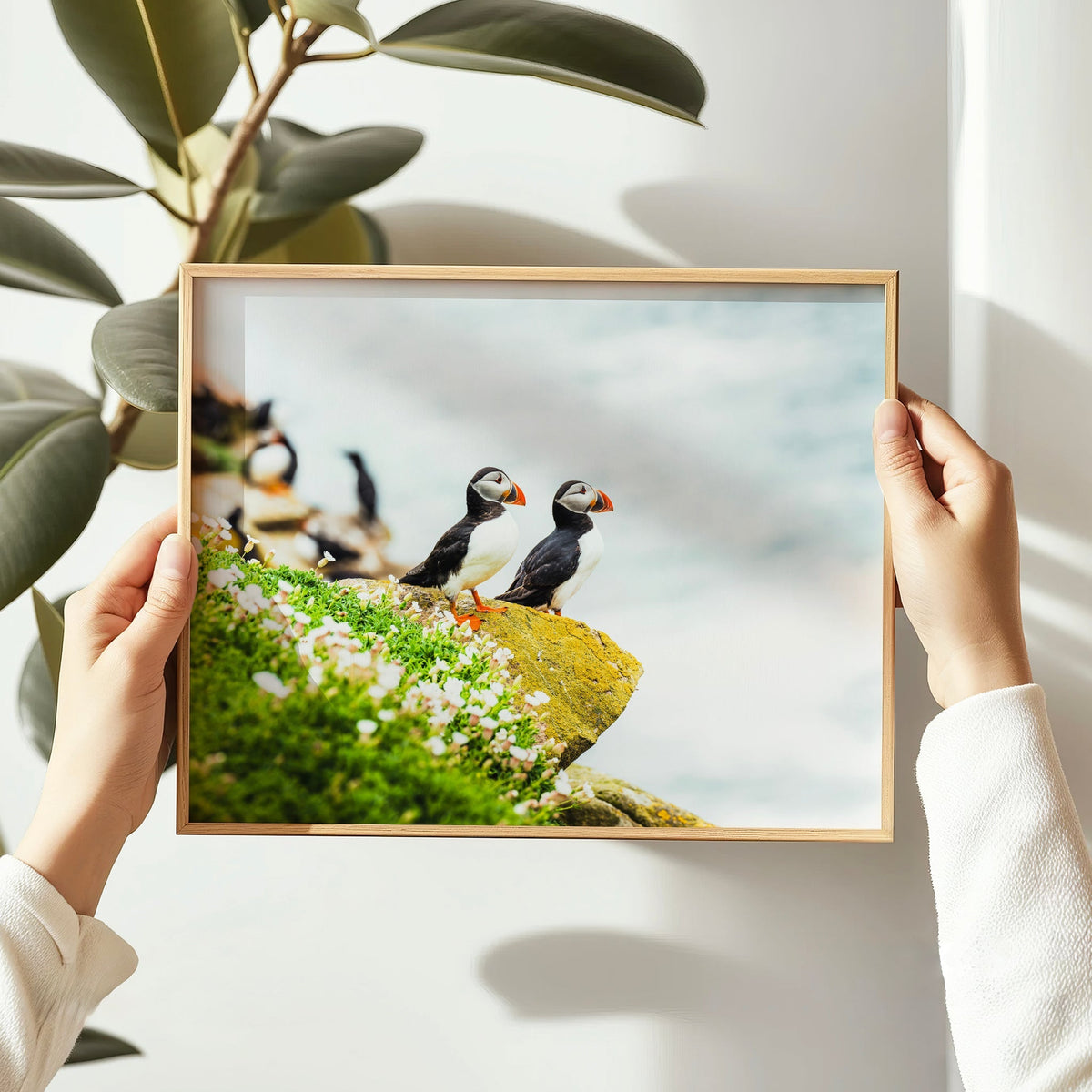 Puffins – Saltee Island, Ireland