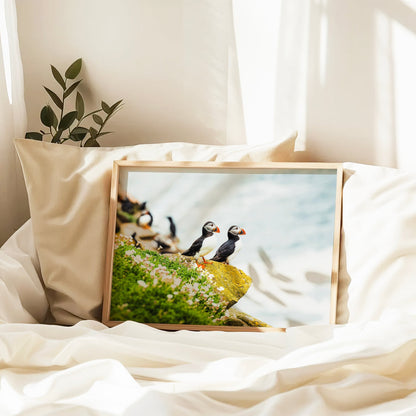 Puffins – Saltee Island, Ireland