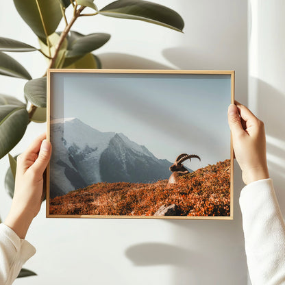 Ibex at Sunrise – Chamonix, France