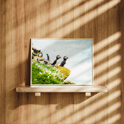 Puffins – Saltee Island, Ireland